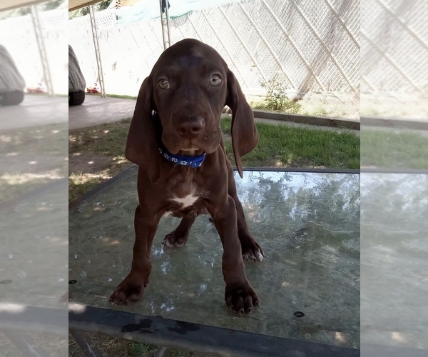 Medium Photo #2 German Shorthaired Pointer Puppy For Sale in STRATHMORE, CA, USA