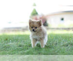 Small #1 Pomeranian