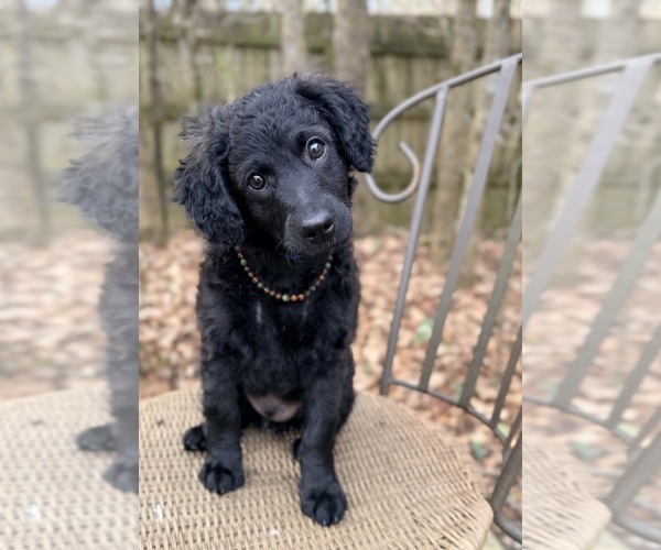 Medium Photo #11 Goldendoodle-Poovanese Mix Puppy For Sale in EVANS, GA, USA