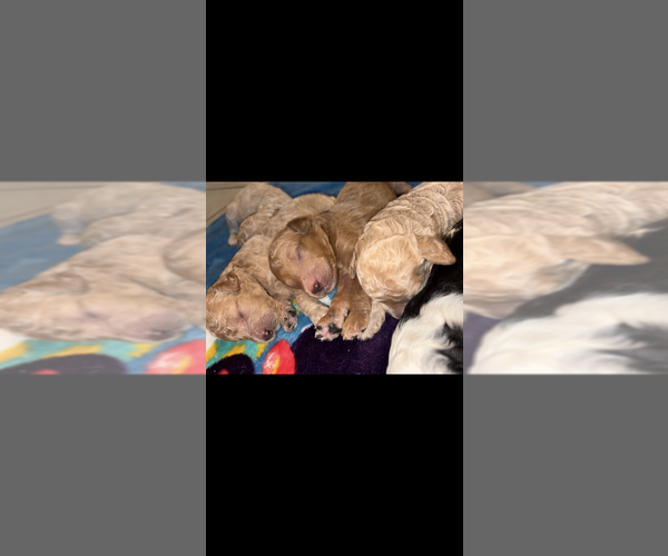 Medium Photo #5 Goldendoodle Puppy For Sale in LITCHFIELD PARK, AZ, USA