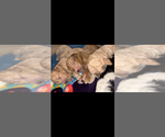 Small #4 Goldendoodle