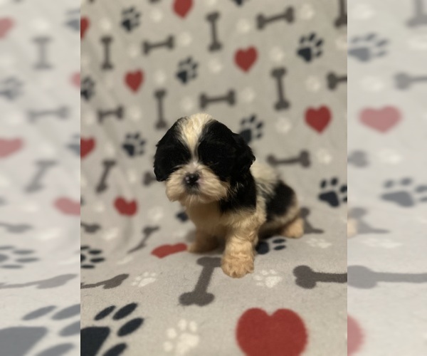 Medium Photo #3 Shih Tzu Puppy For Sale in LITHONIA, GA, USA