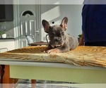 Small Photo #5 French Bulldog Puppy For Sale in Kaposvar, Somogy, Hungary