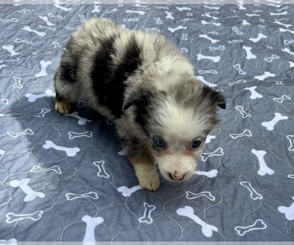 Medium Photo #93 Miniature Australian Shepherd Puppy For Sale in SALISBURY, NC, USA
