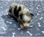 Small Photo #6 Miniature Australian Shepherd Puppy For Sale in SALISBURY, NC, USA
