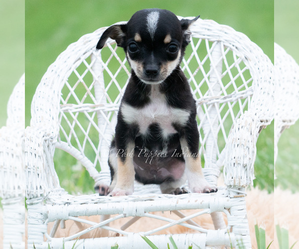 Medium Photo #4 Chihuahua Puppy For Sale in WARSAW, IN, USA