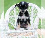 Small #3 Chihuahua
