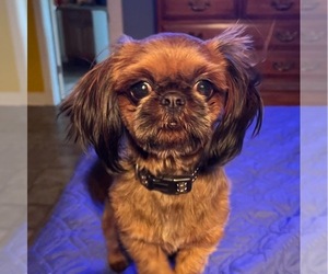 Father of the Shih Tzu puppies born on 06/15/2025