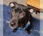 Small Labrador Retriever Mix