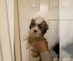 Small Photo #2 Shih-Poo-Zuchon Mix Puppy For Sale in GALENA, NV, USA