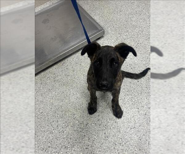 Medium Photo #1 Mutt Puppy For Sale in Conroe, TX, USA