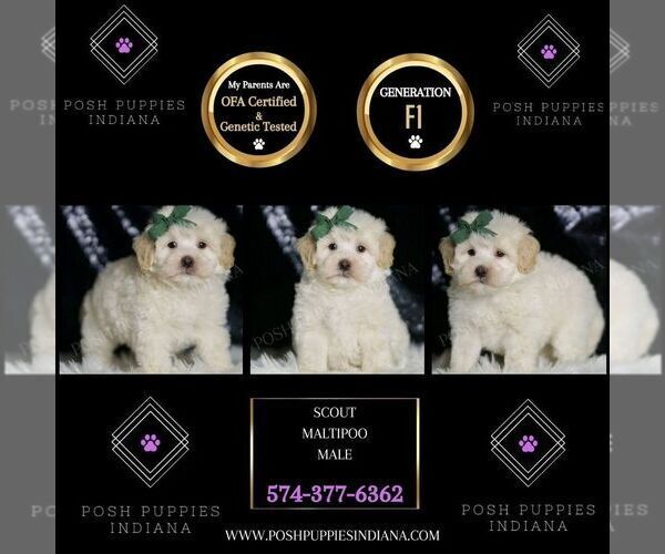 Medium Photo #83 Maltipoo (Miniature) Puppy For Sale in WARSAW, IN, USA