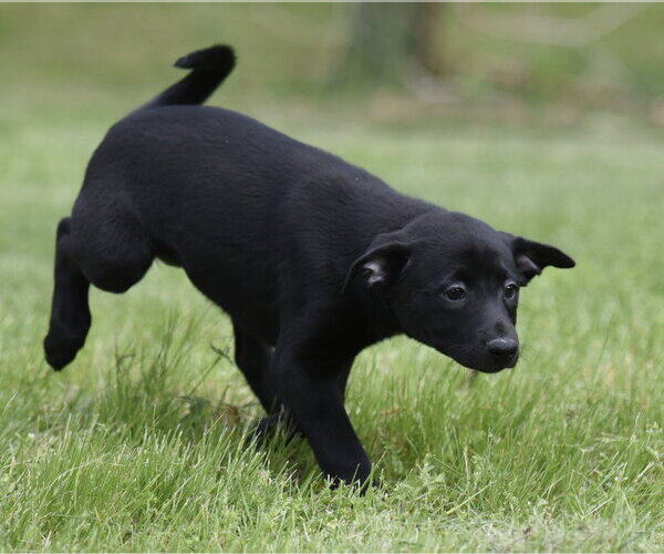 Medium Photo #9 Borador Puppy For Sale in Mechanicsburg, PA, USA