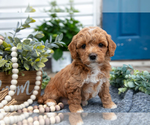 Medium Goldendoodle (Miniature)