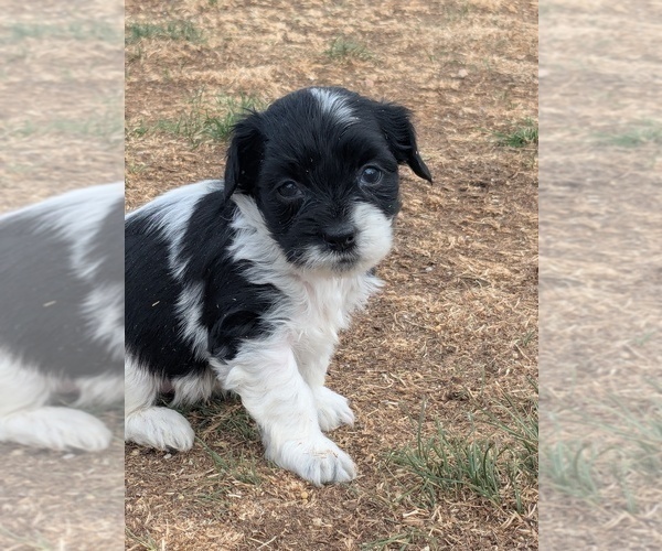 Medium Photo #3 YorkiePoo Puppy For Sale in GOLDEN, CO, USA