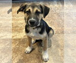 Small #4 Siberian Husky Mix