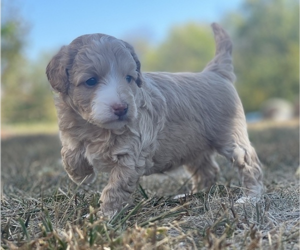 Medium Photo #1 Aussiedoodle Miniature  Puppy For Sale in GARLAND, KS, USA