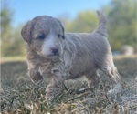 Small Photo #1 Aussiedoodle Miniature  Puppy For Sale in GARLAND, KS, USA