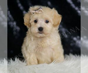 Medium Maltipoo (Miniature)