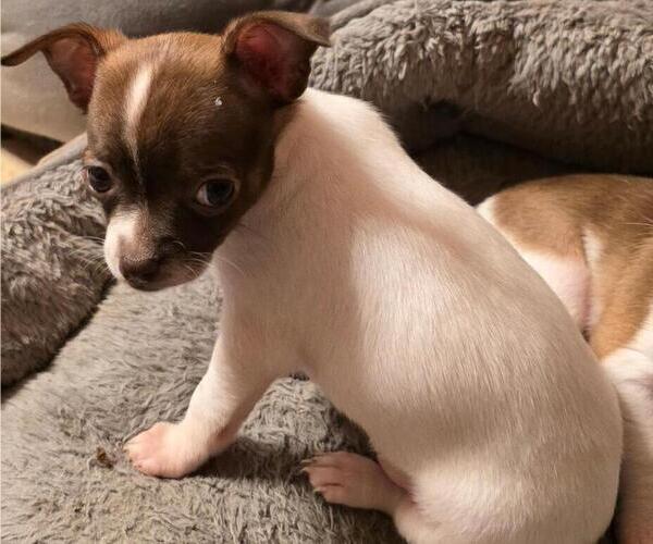 Medium Photo #2 Chihuahua Puppy For Sale in SPRINGFIELD, OH, USA