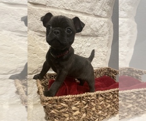 Frenchie Pug Puppy for sale in HUNTSVILLE, TX, USA