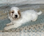Small Photo #54 Goldendoodle (Miniature) Puppy For Sale in PENSACOLA, FL, USA
