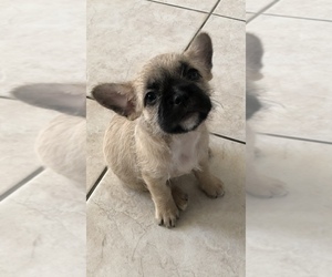 French Bulldog Puppy for sale in LAS VEGAS, NV, USA