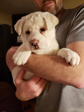 Medium Photo #4 Akita Puppy For Sale in CEDAR MILLS, MN, USA