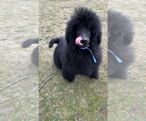 Poodle (Standard) Puppy for Sale in Velingrad, Pazardzhik Bulgaria