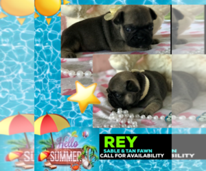 French Bulldog Puppy for sale in HEATHROW, FL, USA