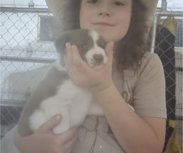 Medium Photo #4 Border Collie Puppy For Sale in LEBANON, MO, USA