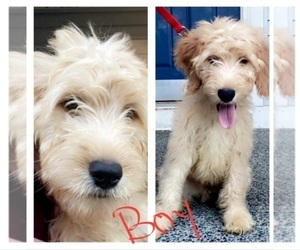 Goldendoodle Puppy for sale in MONROE, WA, USA