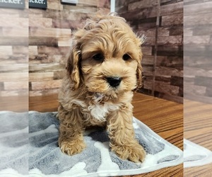 Cockapoo Puppy for sale in CARLISLE, KY, USA