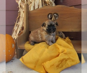 Shiranian Puppy for sale in LE MARS, IA, USA