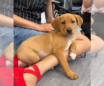 Small #1 Labrador Retriever Mix
