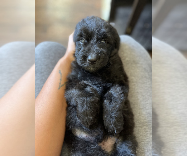 Medium Photo #5 Goldendoodle Puppy For Sale in HOUSTON, TX, USA