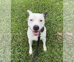Small Photo #2 Mutt Puppy For Sale in Oakhurst, NJ, USA