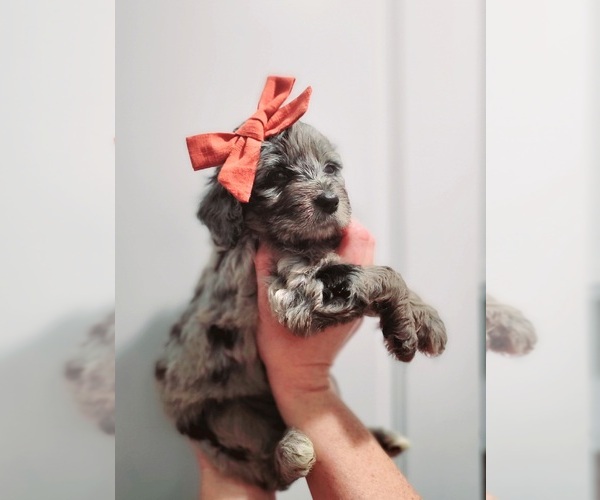 Medium Photo #1 Aussiedoodle Miniature  Puppy For Sale in SAINT CLOUD, FL, USA