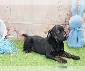Catahoula Leopard Dog Puppy for sale in CUMBY, TX, USA