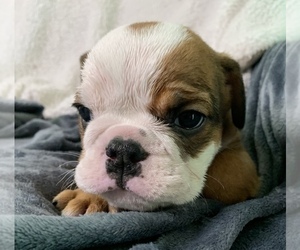English Bulldog Puppy for sale in JOHNS ISLAND, SC, USA