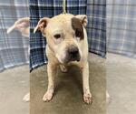 Small American Bulldog-Staffordshire Bull Terrier Mix