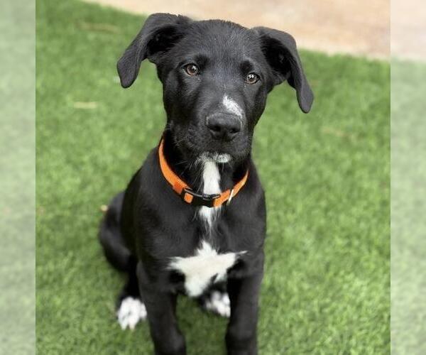 Medium Photo #12 Labrador Retriever-Unknown Mix Puppy For Sale in San Diego, CA, USA
