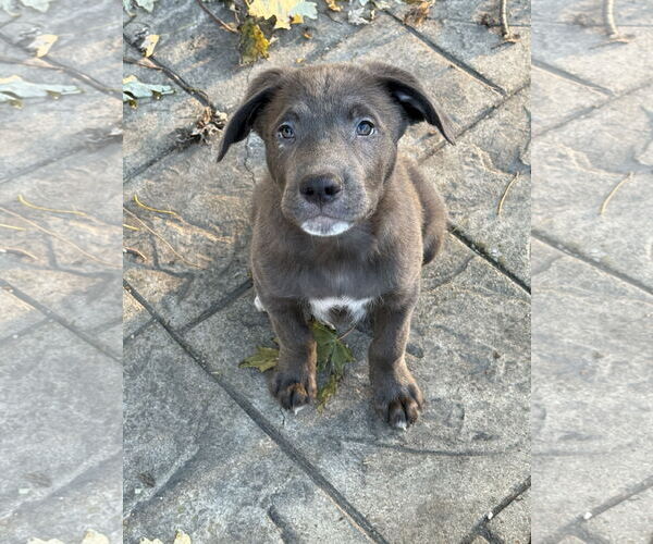 Medium Photo #1 Siberian Husky-Unknown Mix Puppy For Sale in Fenton, MO, USA