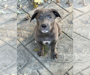 Siberian Husky-Unknown Mix Dogs for adoption in Fenton, MO, USA