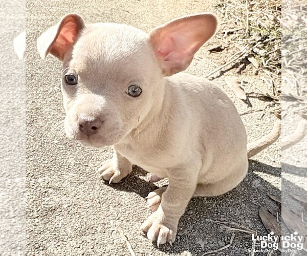Medium Photo #2 Chihuahua-Unknown Mix Puppy For Sale in Washington, DC, USA