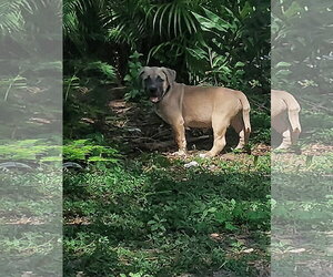 Mastiff-Unknown Mix Dogs for adoption in Sanford, FL, USA