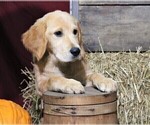 Small Photo #1 Golden Irish Puppy For Sale in JONES, MI, USA