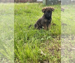 Belgian Malinois Puppy for sale in CROWNSVILLE, MD, USA