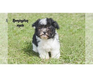 Havanese Puppy for sale in CLARE, MI, USA