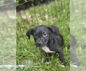 Labrador Retriever-Unknown Mix Dogs for adoption in Sanford, FL, USA